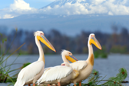 Pelican featuring pelican, bird, and nature, an Animal Photo by Byrdyak