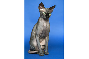 Portrait of Canadian Sphynx on blue, an Animal Photo by Alexander-Piragis