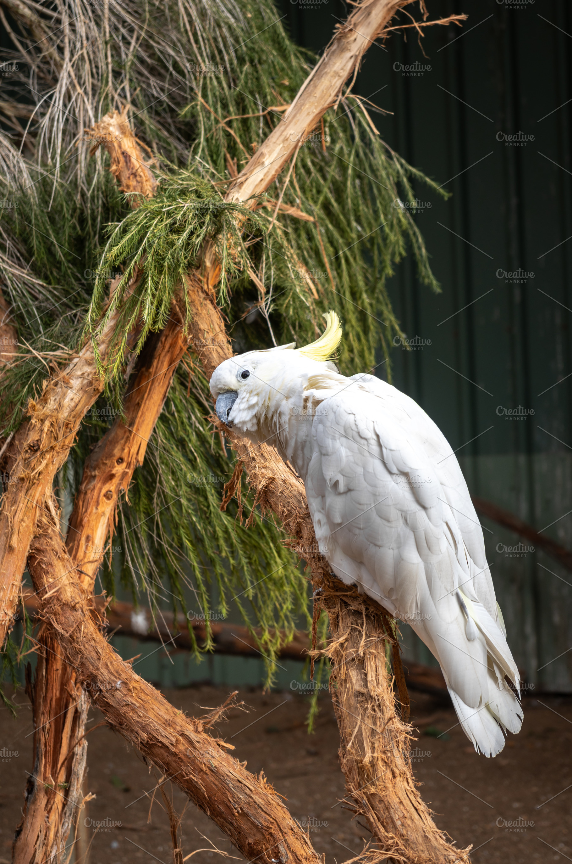 Sulphur-crested cockatoo perched on a tree branch on Kangaroo Is, an Animal Photo by GoodGoods