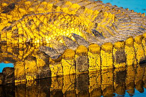 Alligator Scales Detail, an Animal Photo by THP Creative