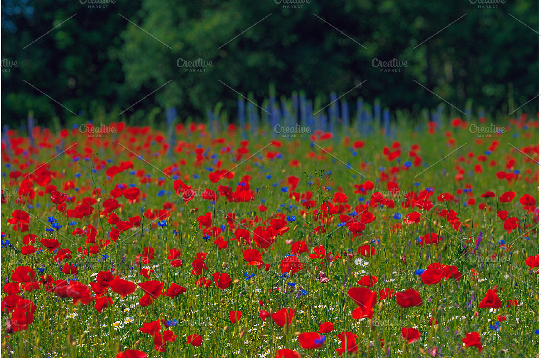 Red poppies meadow in Lithuania, a Nature Photo by Lukas Jonaitis SHOP