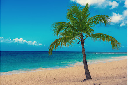 Single palm tree in exotic tropical, a Nature Photo by Nature and travel