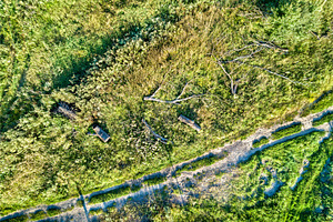 Fallen trees near a dirt road in, a Nature Photo by Leonid Andronov