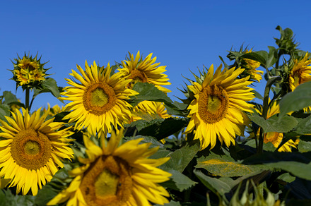 Beautiful blooming yellow sunflowers in the summer, a Photo by MyPhotos