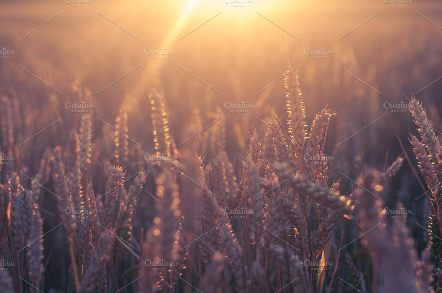 Wheat in golden light, a Nature Photo by Mission Media