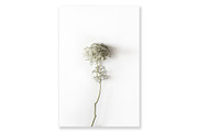 Floral Photography Bundle, a Nature Photo by Creative Moxie Studio (Thumbnail 7 of 7)