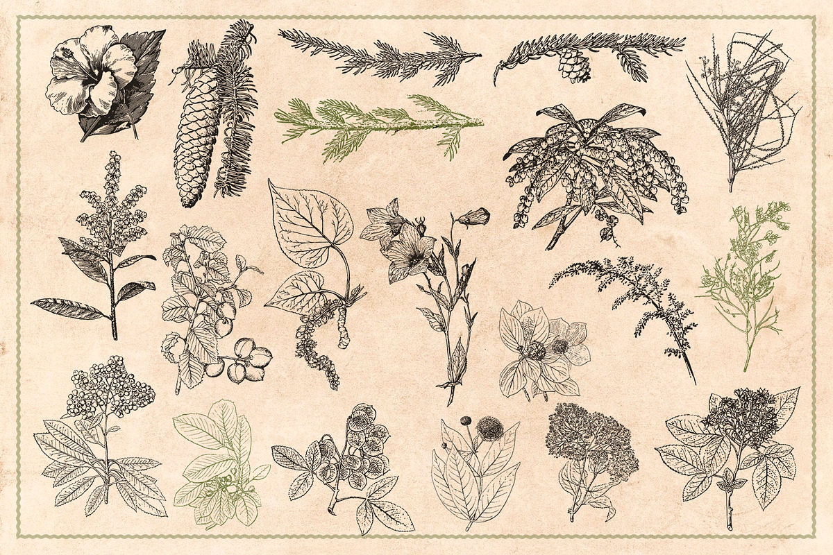 100 Vintage Leaves & Branches 2, an Illustration by Brigantine Designs (Photo 4 of 8)