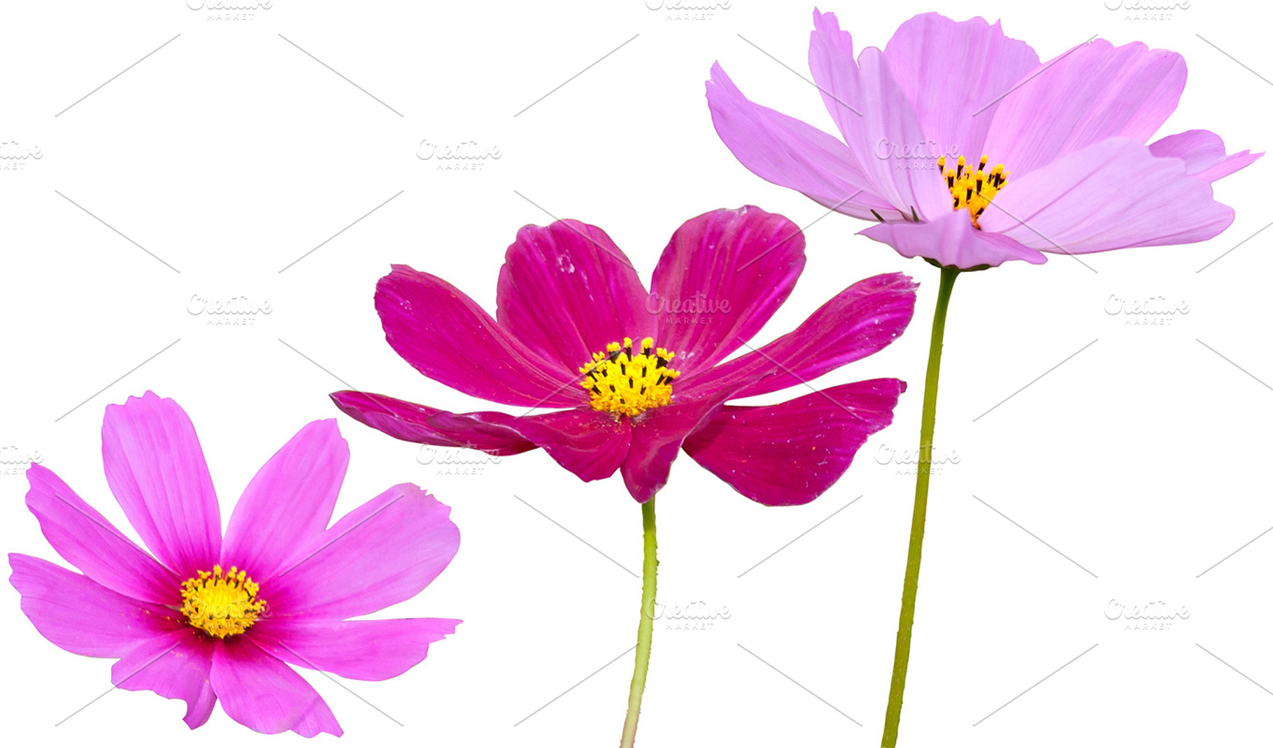 Flowers Pink