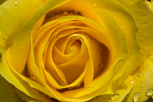 Rose after Rain