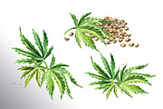 Cannabis. Watercolor collection, a Healthcare Illustration by Daria Ustiugova (Thumbnail 2 of 12)
