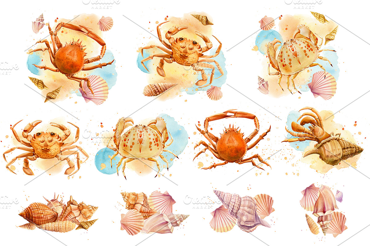 Watercolor starfish, shells, crabs, an Animal Illustration by Hanna Hryharenka (Photo 3 of 12)