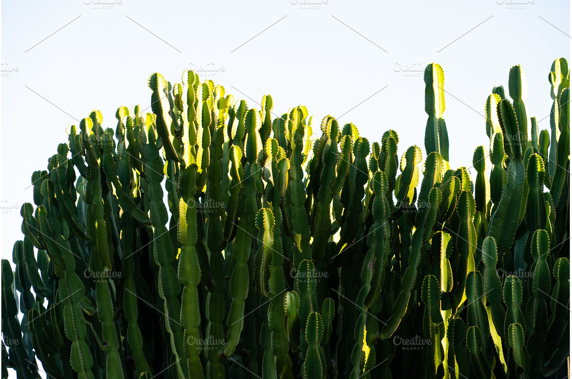 Dense cluster of tall, green, a Nature Photo by volodymyrshtun13795