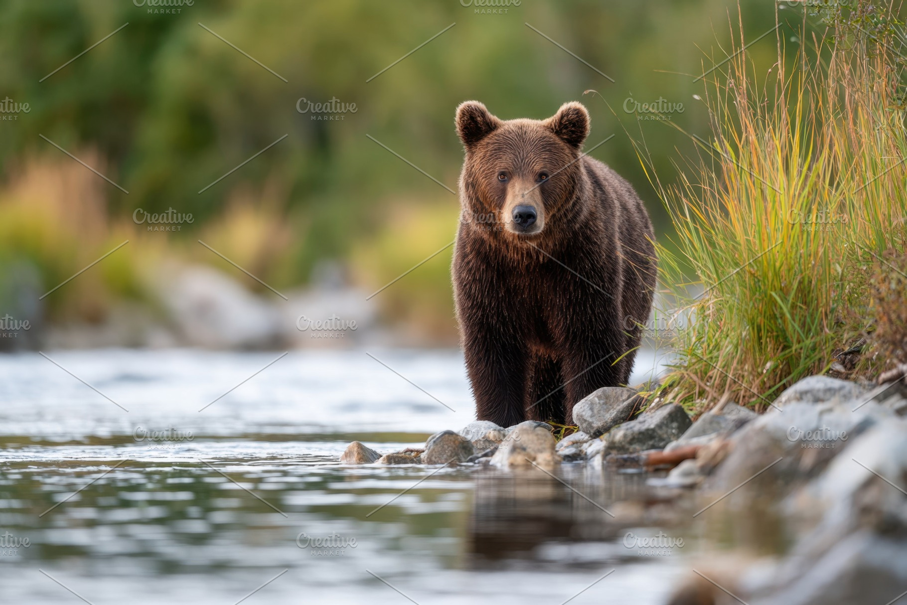Brown bear by the river, an Animal Photo by AlyaAnd