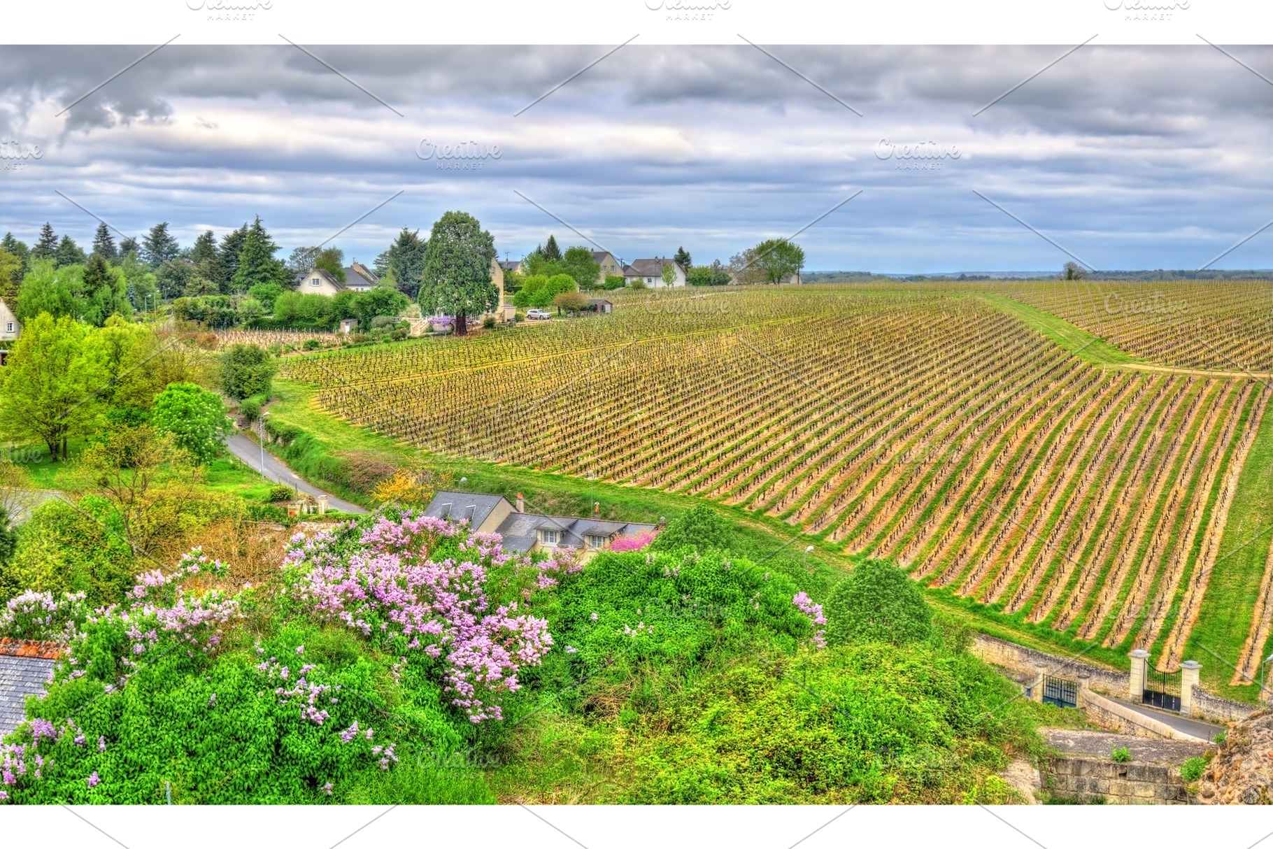 Vineyard in Chinon - Loire Valley, France, a Nature Photo by Leonid Andronov