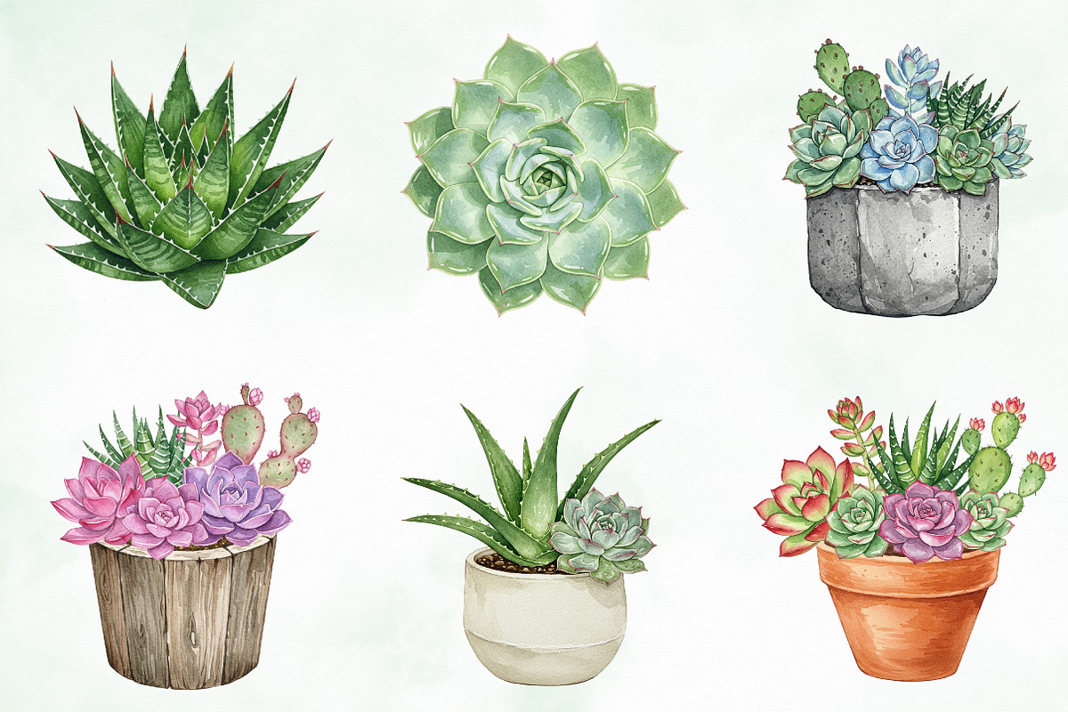 Watercolor Succulent Clipart, an Illustration by Creative Art (Photo 7 of 10)
