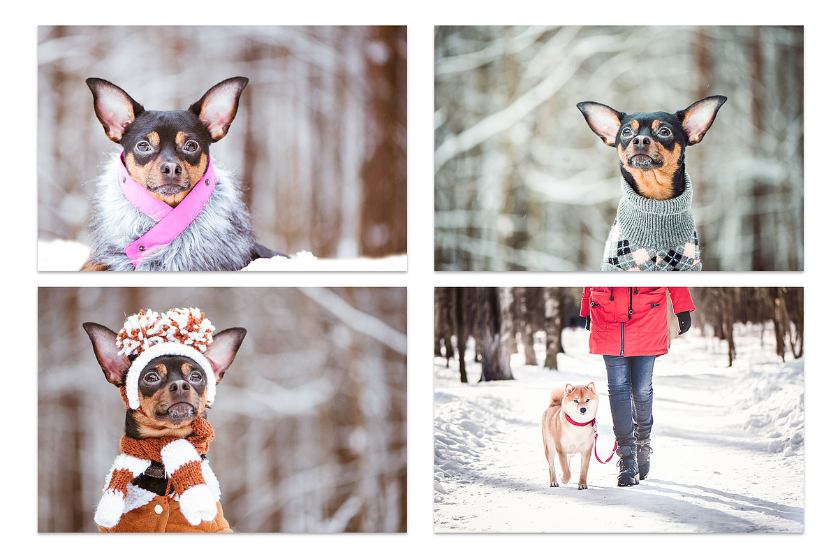 Winter Dog, Christmas Mood, an Animal Photo by WildStrawberry Magic (Photo 8 of 11)