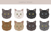 Chantilly Tiffany Cat clipart set, an Animal Illustration by pet design shop (Thumbnail 5 of 6)