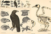 Dybdahl's Zoological Charts, an Animal Illustration by Digital Museum (Thumbnail 6 of 9)