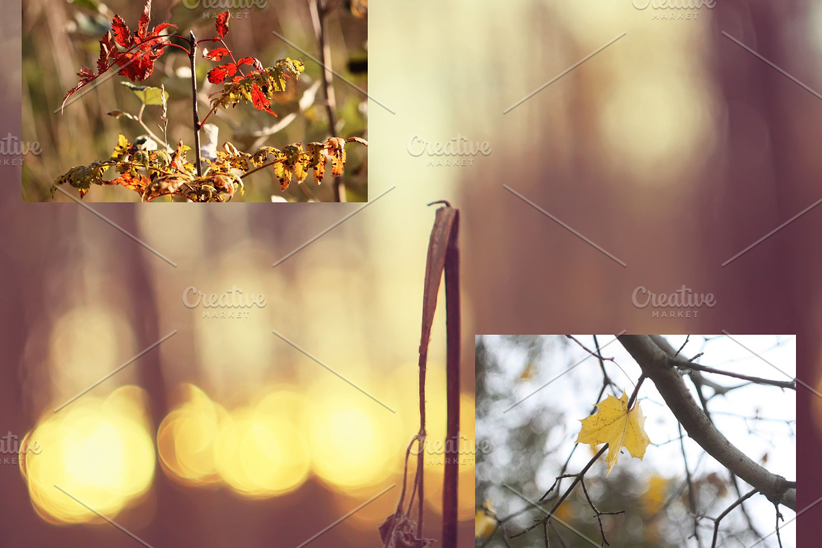 Autumn nature photography set, a Nature Photo by pictures for you (Photo 11 of 22)
