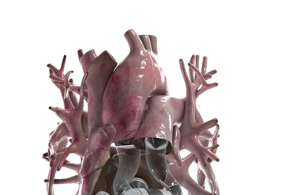 Artificial Human Heart Beating, an Object 3D Model by konstantin.ermolaev (Photo 5 of 5)