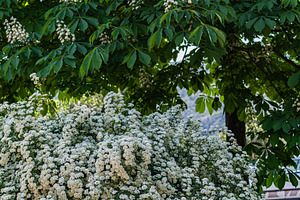 Spring garden with blooming plants, a Nature Photo by Anna Bogush