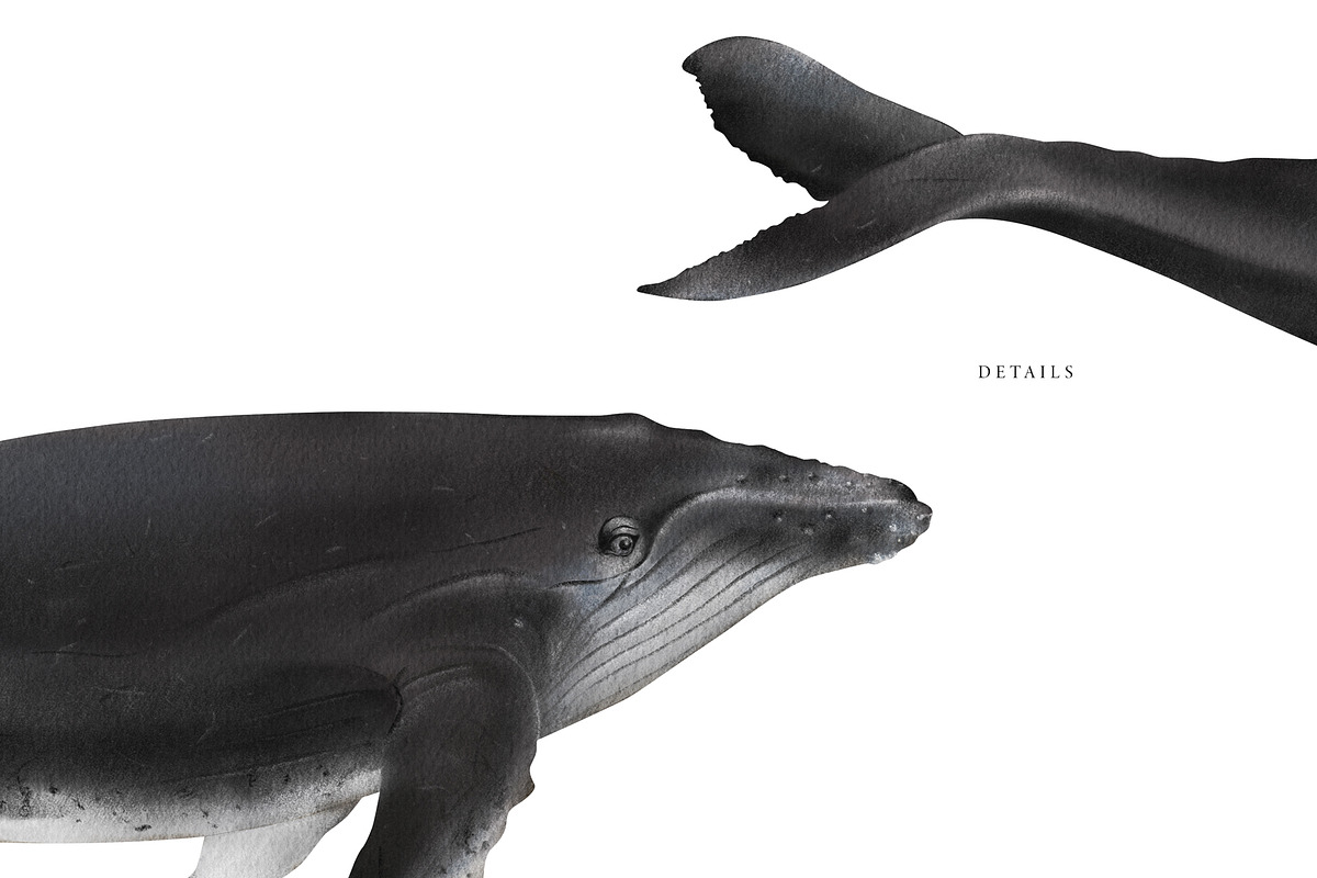 Watercolor Whales. Ocean animals set, an Animal Illustration by Diana Askarova Art (Photo 6 of 7)