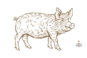 Pork, pig, hog. Hand drawn, an Animal Illustration by Foxys Graphic