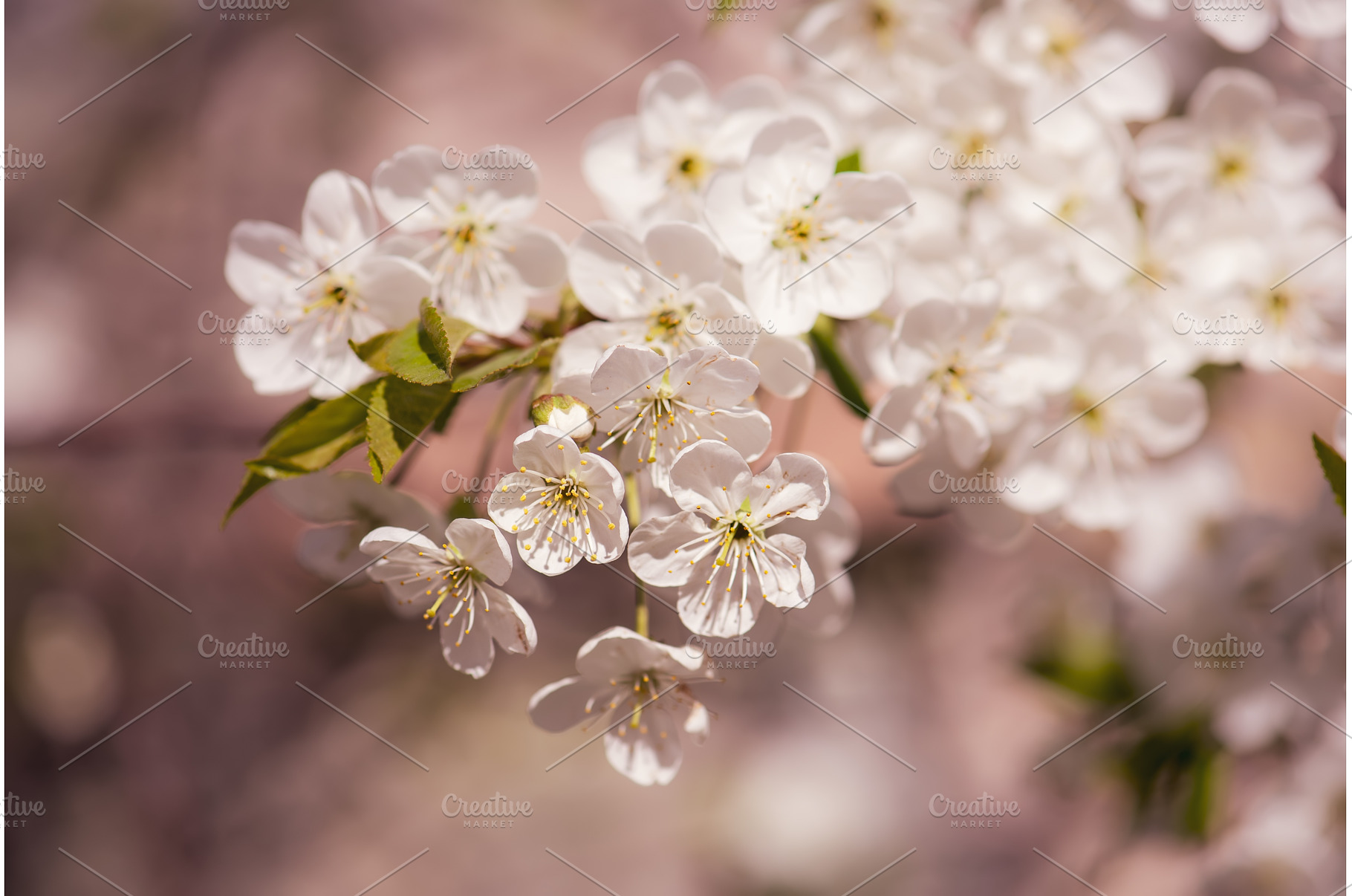 Cherry flowers frame, a Nature Photo by Nature and travel