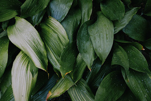 Botanicals #1