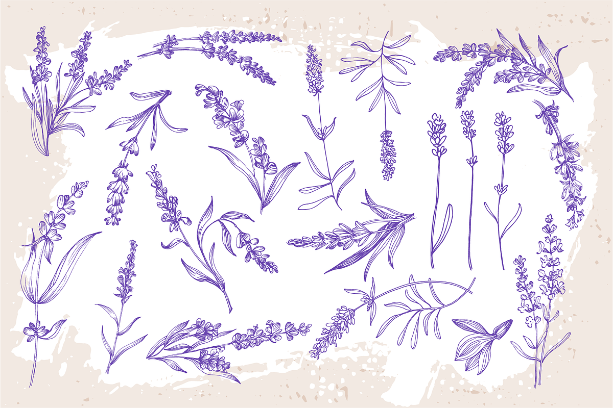 Lavender sketch illustration, a Decorative Illustration by Samira (Photo 4 of 10)