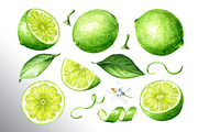 Lime citrus. Watercolor collection, a Food Illustration by Daria Ustiugova (Thumbnail 17 of 21)