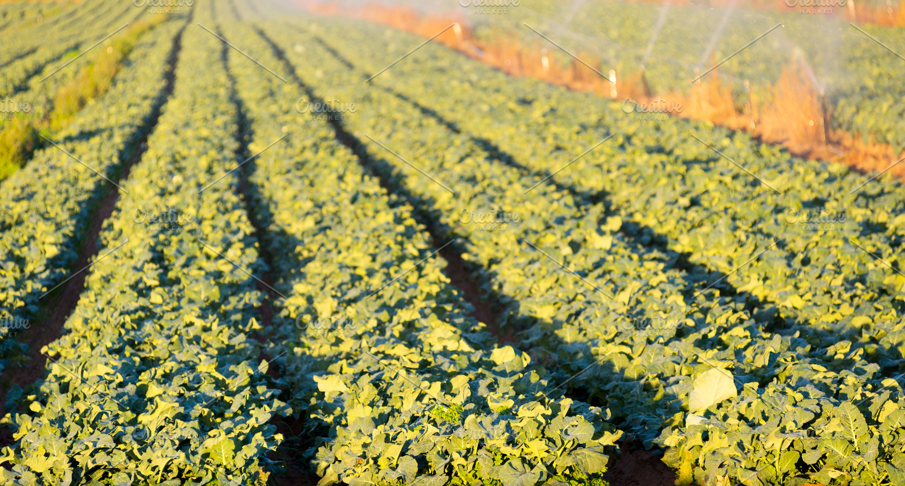 Lettuce Farm, a Nature Photo by THP Creative