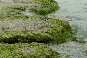 Green algae on a sandy seashore, Kherson region, Ukraine, a Nature Photo by ndanko