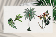 Vintage Jungle - Botany Tropical Set, an Object Graphic by Kaleriia (Thumbnail 4 of 12)