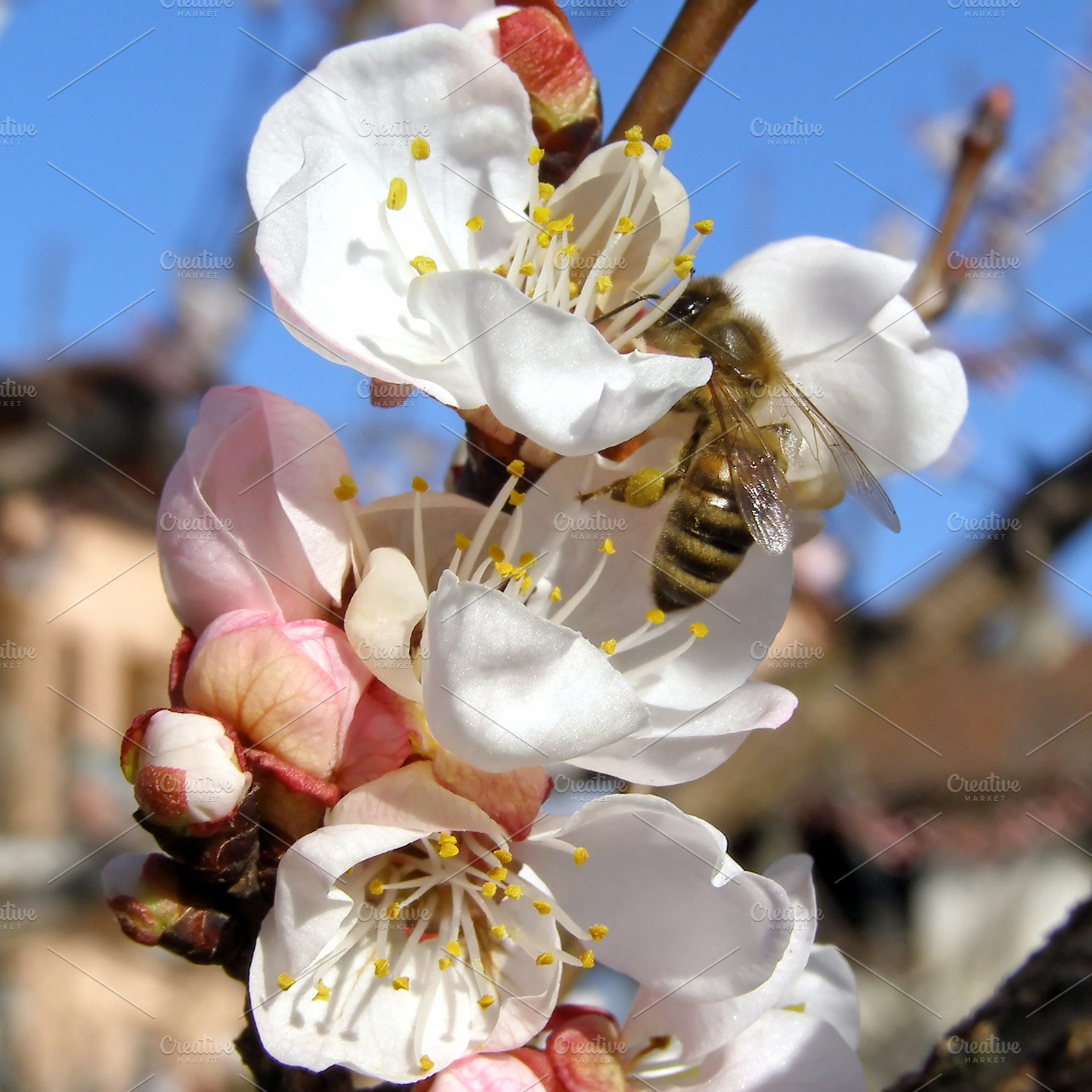 Bee on flower containing bee, bees, and nectar
