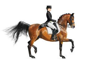 Equestrian sport  dressage stock photo containing active and animal, a Sports & Recreation Photo by Horses and Dogs