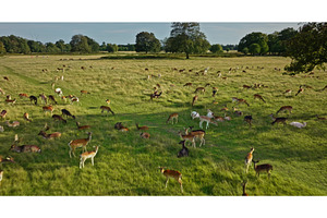 Herd of deer grazing in green meadow, an Animal Photo by Goinyk