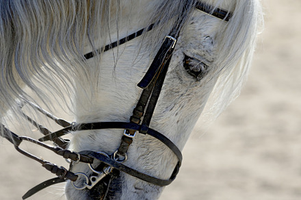 portrait of a white horse, an Animal Photo by Perpis