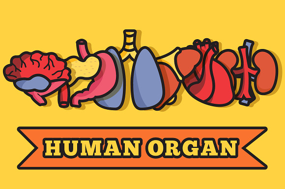Human Organs Set Illustration Vector