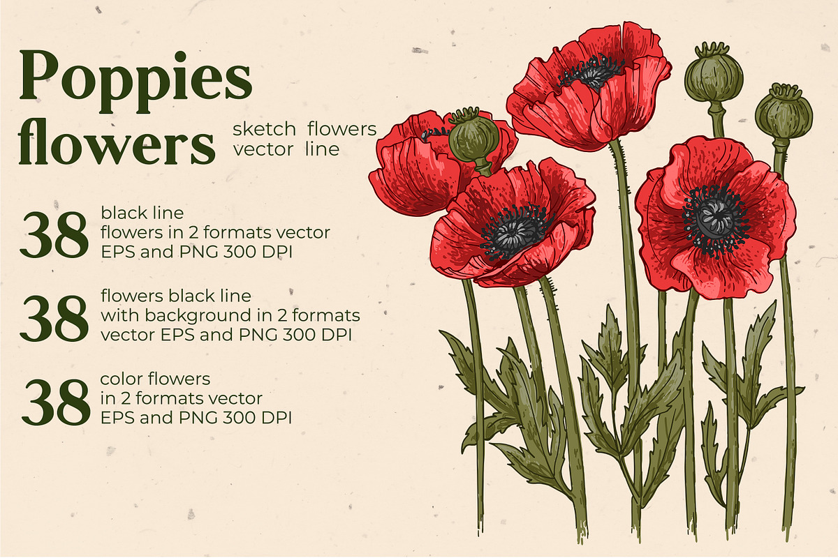 Flowers Poppies. Sketch vector, a Decorative Illustration by irina.vaneeva (Photo 2 of 4)