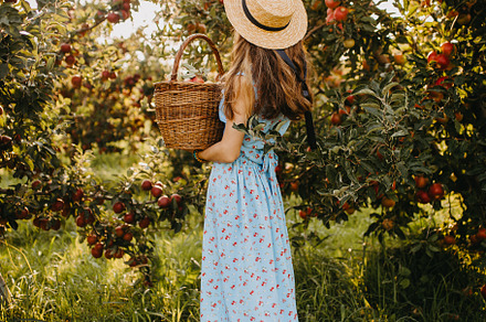 A girl picking apples in an orchard
