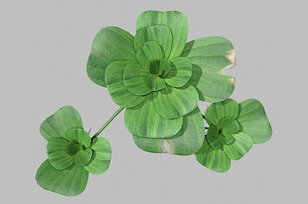 Pistia plant, a Plants & Tree 3D Model by AndrewWhite