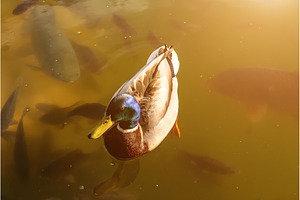 Male Mallard Duck Swimming Among, an Animal Photo by Nature and travel