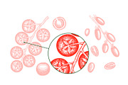 Tomato Farm Vector Collection, a Food Illustration by Lubov Illustrations Shop (Thumbnail 9 of 13)