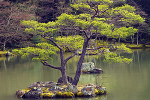 Pine tree in japanese garden, a Nature Photo by BOOCYS