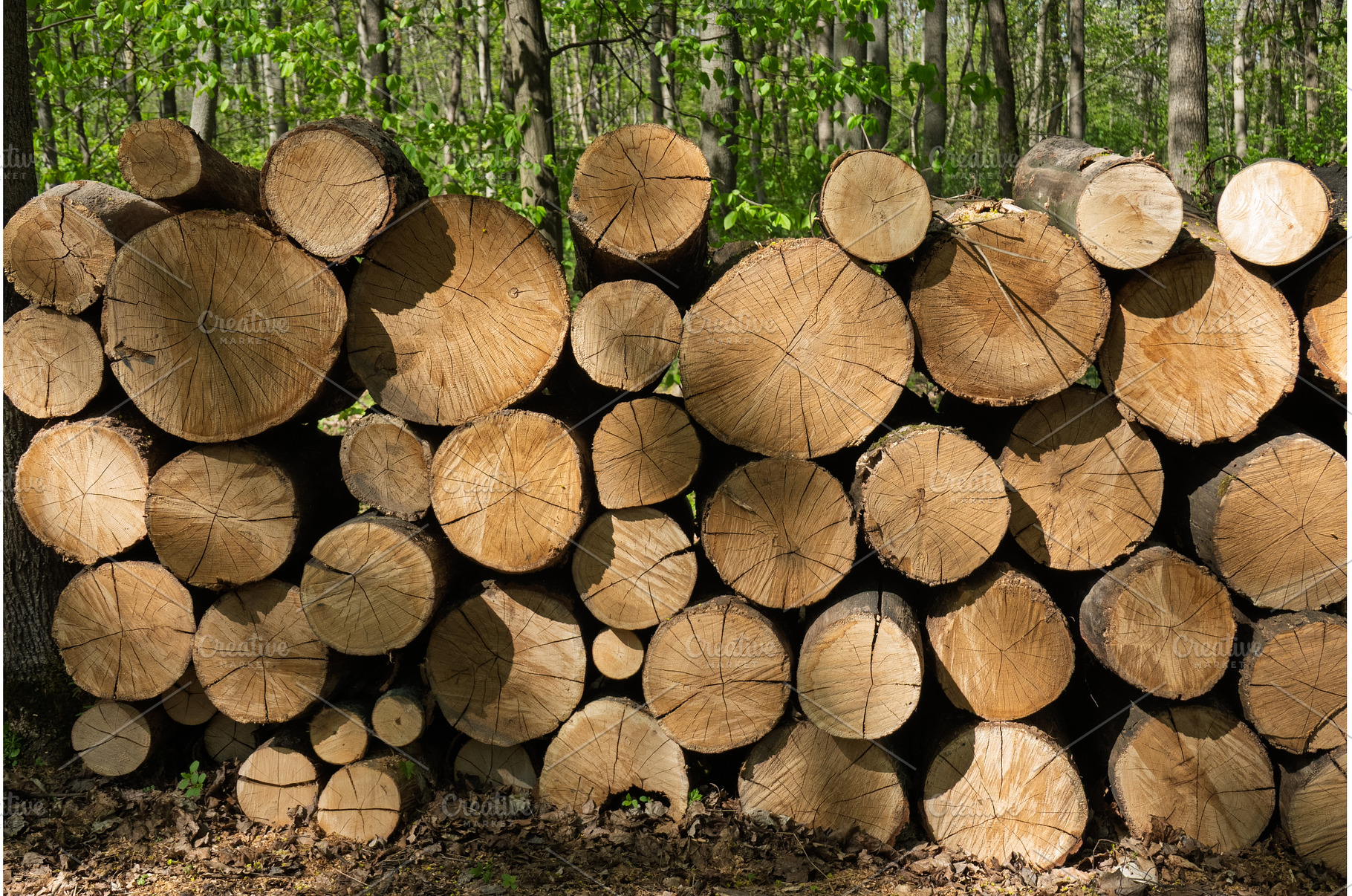 Close-up of stacked timber logs in, a Nature Photo by Yaroslav Danylchenko
