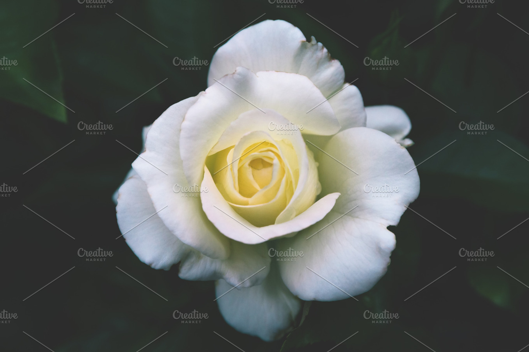 White and yellow rose close up, a Nature Photo by c l a r a X Y