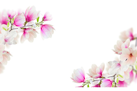 Blossoming pink magnolia Flowers, a Nature Photo by Neirfy
