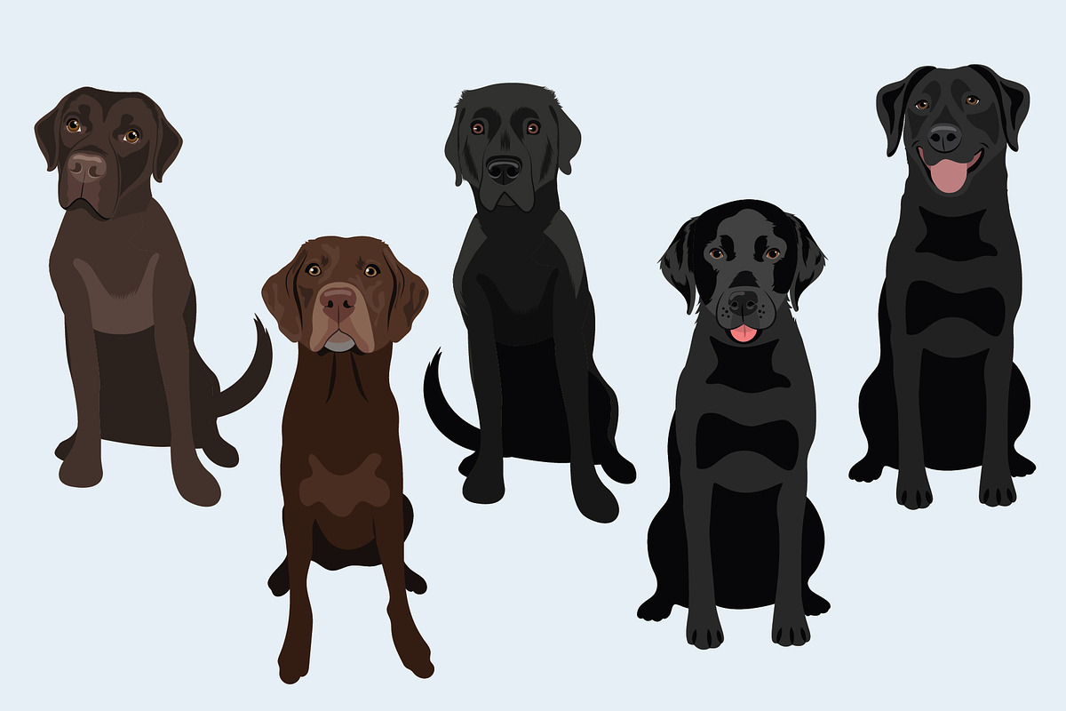 Labrador Retriever Vector Clip Art, an Illustration by Putnam Road Art (Photo 2 of 3)