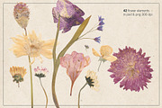 Herbarium Pressed Flowers PNG Set, a Decorative Illustration by dlinnaya (Thumbnail 2 of 6)
